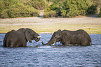 African Elephants
