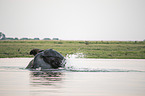 African Elephant