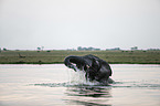 African Elephant