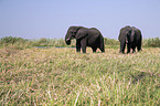 African Elephants