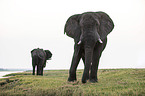 African Elephants