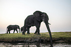 African Elephants