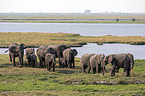 African Elephants