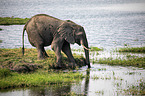 African Elephant