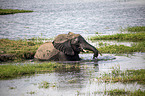 African Elephant