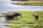 African Elephant