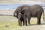 African Elephants