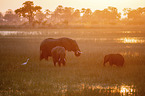 African elephants