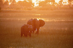 African Elephants