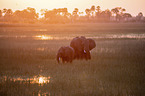 African Elephants