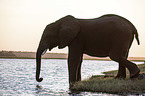 African Elephant