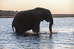 African Elephant