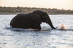 African Elephant