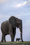 African Elephants