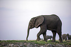 African Elephant