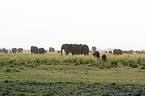 African Elephants