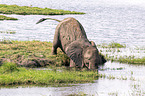 African Elephant