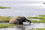 African Elephant