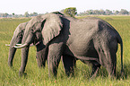 African Elephants