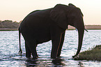 African Elephant