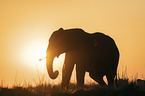 African Elephant