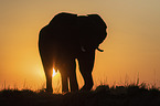 African Elephant