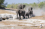 African Elephants