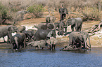 African Elephants