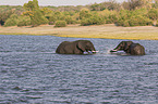 African Elephants