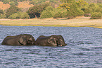 African Elephants