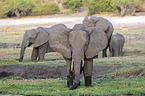 African Elephants