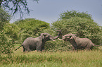 African Elephants