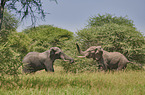 African Elephants