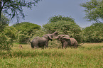 African Elephants