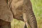 African Elephant portrait
