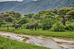 African Elephants