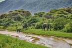 African Elephants