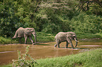 African Elephants