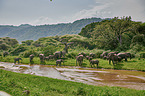 African Elephants