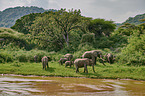 African Elephants