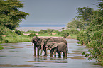 standing African Elephants