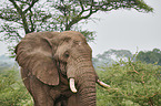 African Elephant portrait