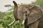 African Elephant portrait