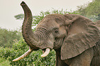 African Elephant portrait