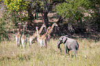 African Elephant and Giraffes