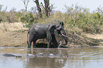 African Elephantand River Horses