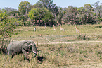 African Elephant with Giraffes and Impala