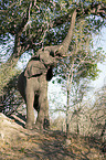 standing African Elephant