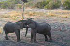 playing African Elephants