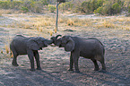 playing African Elephants